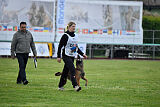 Working Malinois Daisy