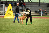 Tyrannens Galna Grymma