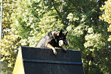 Chitto vom Drachenwolf