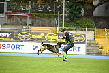 Chapa vom Drachenwolf
