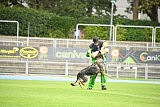 Chapa vom Drachenwolf