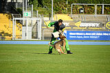 Crazy Canis Invictus