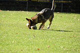 Crazy Canis Invictus