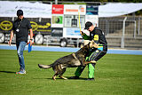 Quincy vom dunklen Zwinger