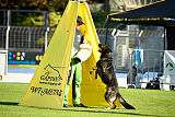 Broxx Canis Invictus