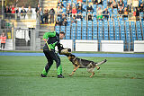 Darja Magna Pesna