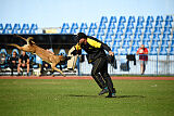Mamba Tore's Working Dogs