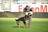 Dooly of Dog Training