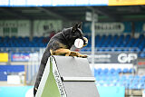 Cor von Starker Wille