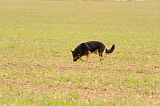 Brix's Nero