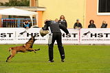 Clash Running Wild
