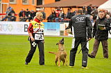 Falco vom Adlerauge
