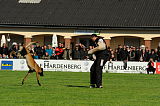 Condor von der Stoapfalz