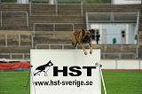 Garm vom Adlerauge