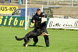 Zorro von der Mordschau