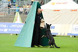 Chary vom Wolfsdreieck