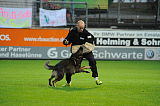 Tygo von Haus Silma