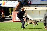 Aric vom wilden Klee