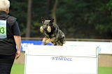 Aric vom wilden Klee