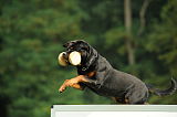 Snoopy vom Amtsbach