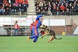 Gipsy du Niclausenholz