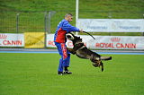 Dornholz Drago