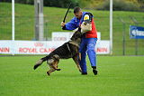 Dornholz Drago