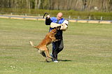 G 1 von der Goldenen Bernsteinsonne
