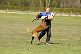 G 1 von der Goldenen Bernsteinsonne