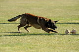 Crinch Snuffer Bushido