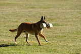 Drago de Coes‘i