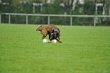 Myron vom Drachenherz