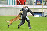 Vyatkins Wolf