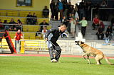 Brando du Loups du Soleil