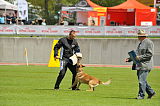 Dack vom Schwarzen Habicht