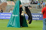 Don de Lupo