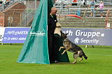Cena-Marie vom Haus Dexel