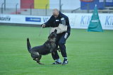 Juma vom Waldhäuser Schloß