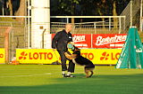 King vom Steinbusch