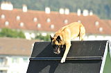 Vandalen's Kulan
