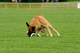 Red Bull vom Further Moor