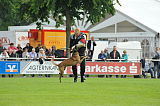 Nitro vom Drachenherz