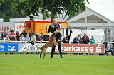 Nitro vom Drachenherz