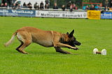 Nitro vom Drachenherz