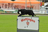 Hataro vom Lindelbrunn