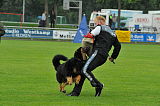 Enzo vom Bergischen Löwen