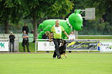 Enzo vom Bergischen Löwen