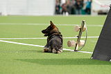 Aro vom Hunde-Hager