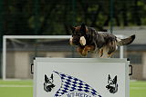 Aro vom Hunde-Hager