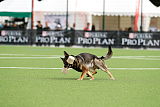 Aro vom Hunde-Hager
